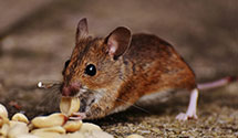 24 Hour & Emergency Exterminators in Pingree, ND